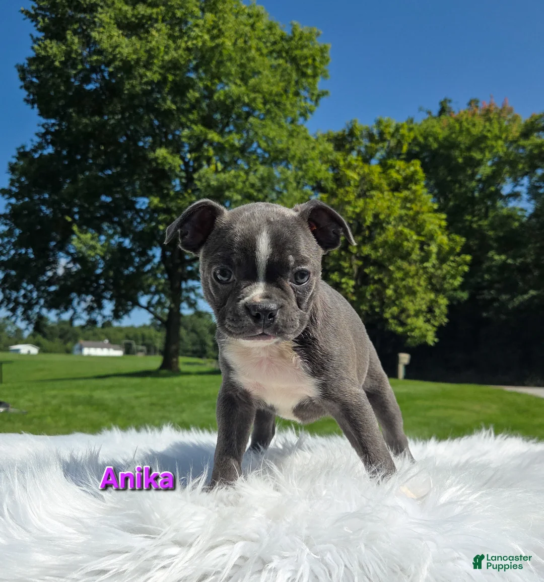Boston Terrier dogs for sale: Anika  - Ad 2