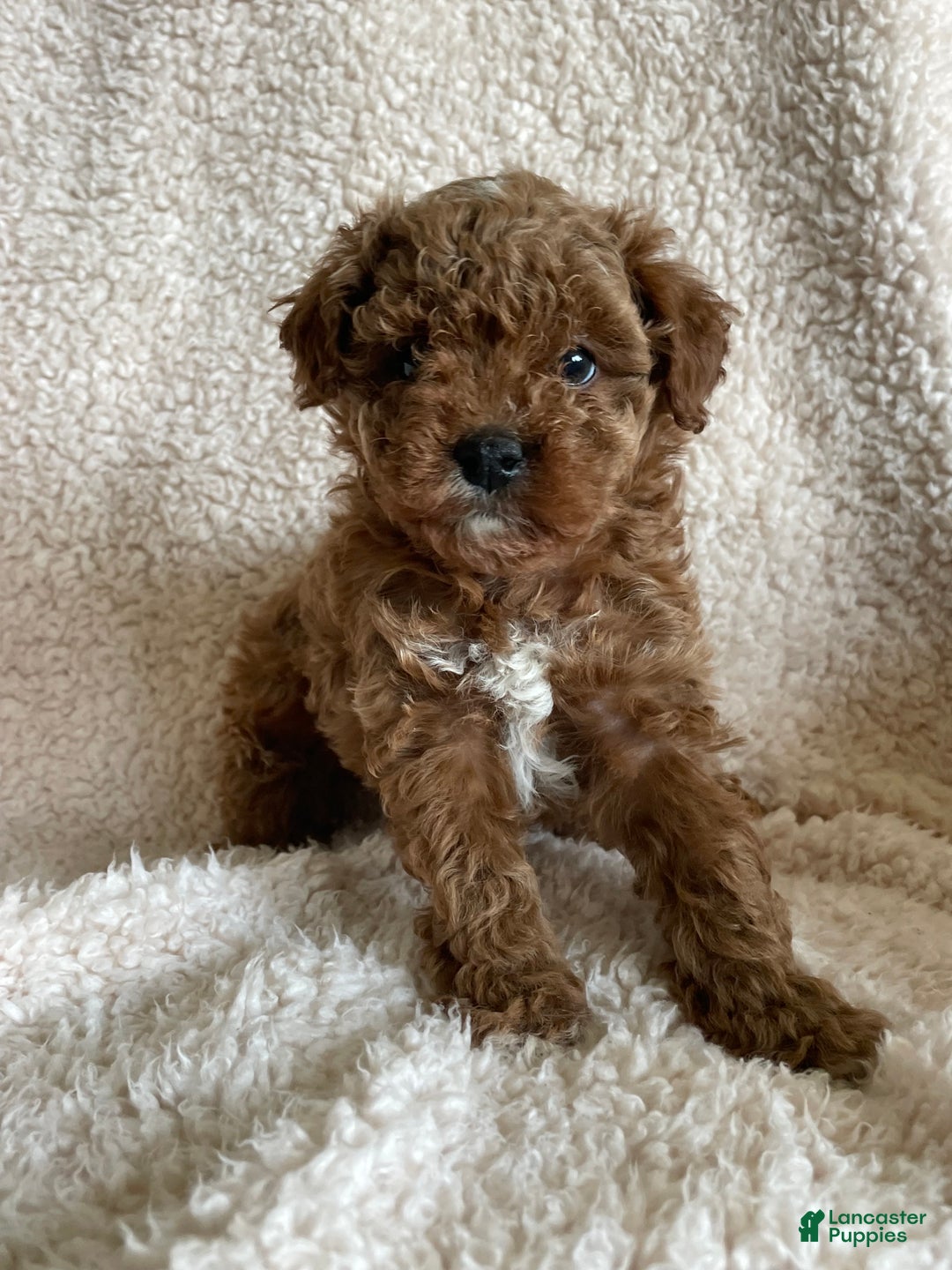 Mini Goldendoodle dogs for sale: Rusty - Ad 3