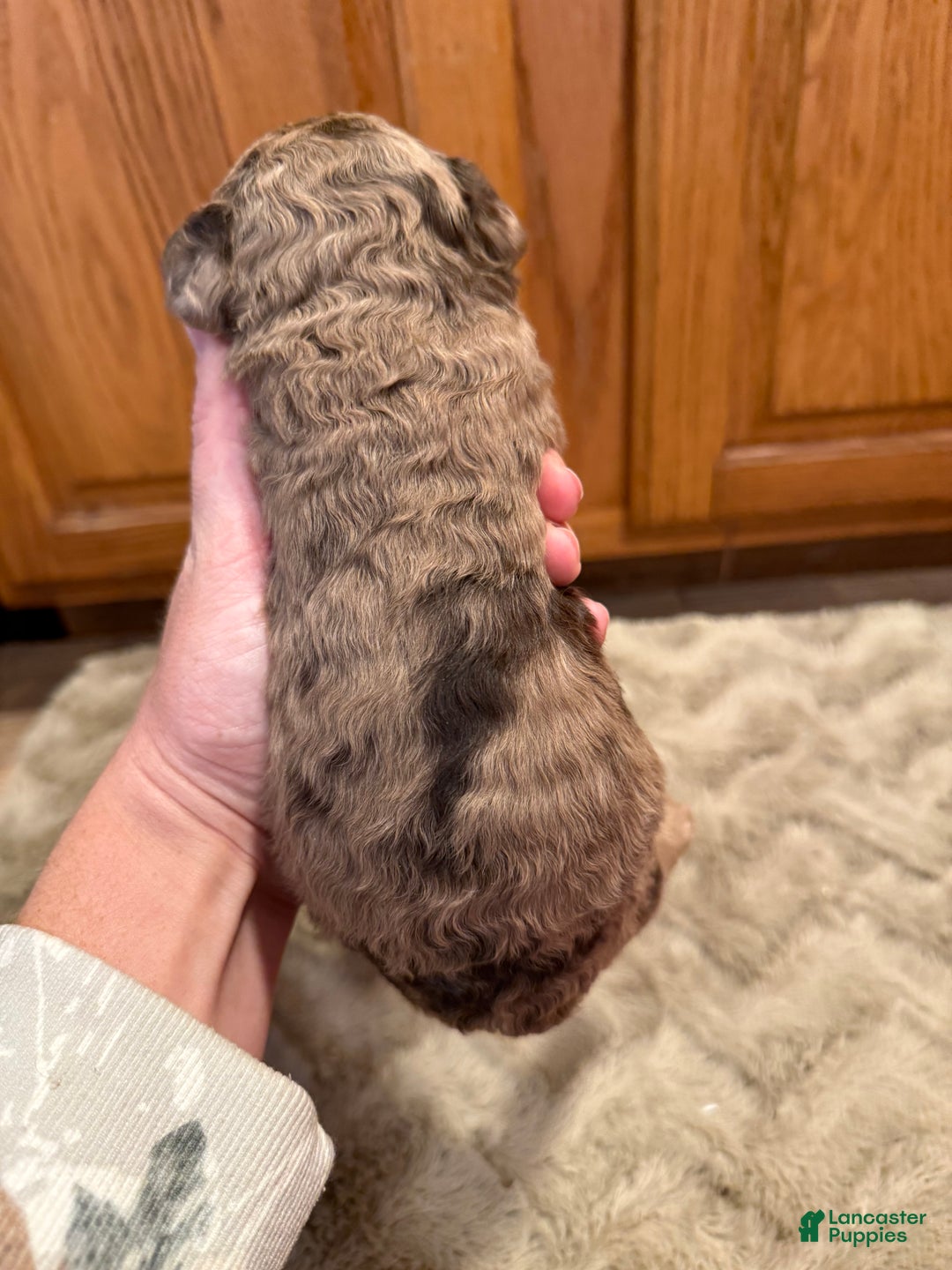 Goldendoodle dogs for sale: Marie - Ad 7