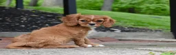 Cavalier King Charles Spaniel dogs for sale: Reese - Ad 4