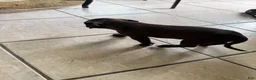 American Bully dogs for sale: American Bully 1 - Ad 3