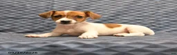 Jack Russell Terrier dogs for sale: Lydia - Ad 1