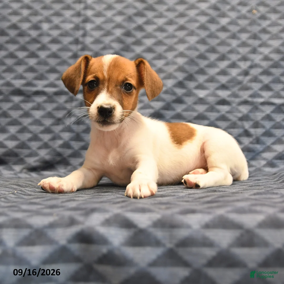 Jack Russell Terrier dogs for sale: Lydia - Ad 1