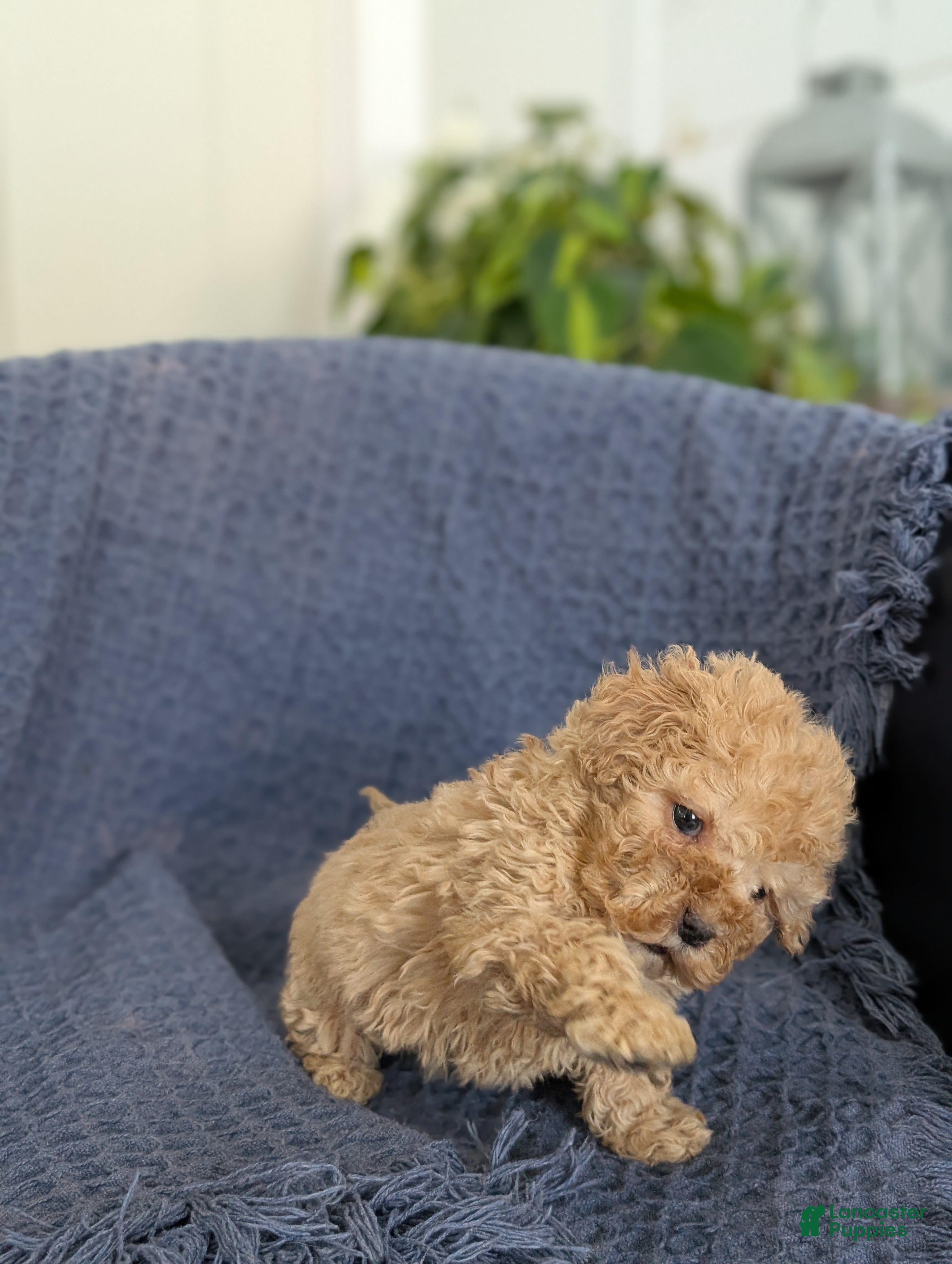 Cockapoo dogs Tiny Angelina  - Ad 2