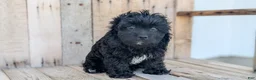 Cavapoo dogs for sale: Zion - Ad 3