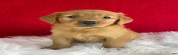 Golden Retriever dogs for sale: Piper - Ad 9