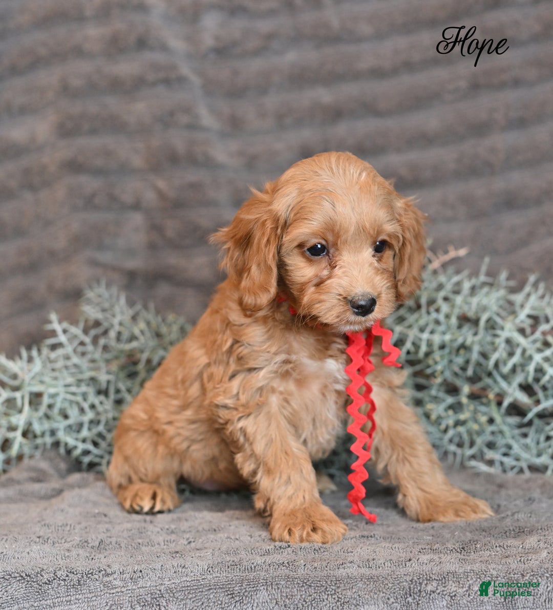 Cockapoo dogs for sale: Hope - Ad 3