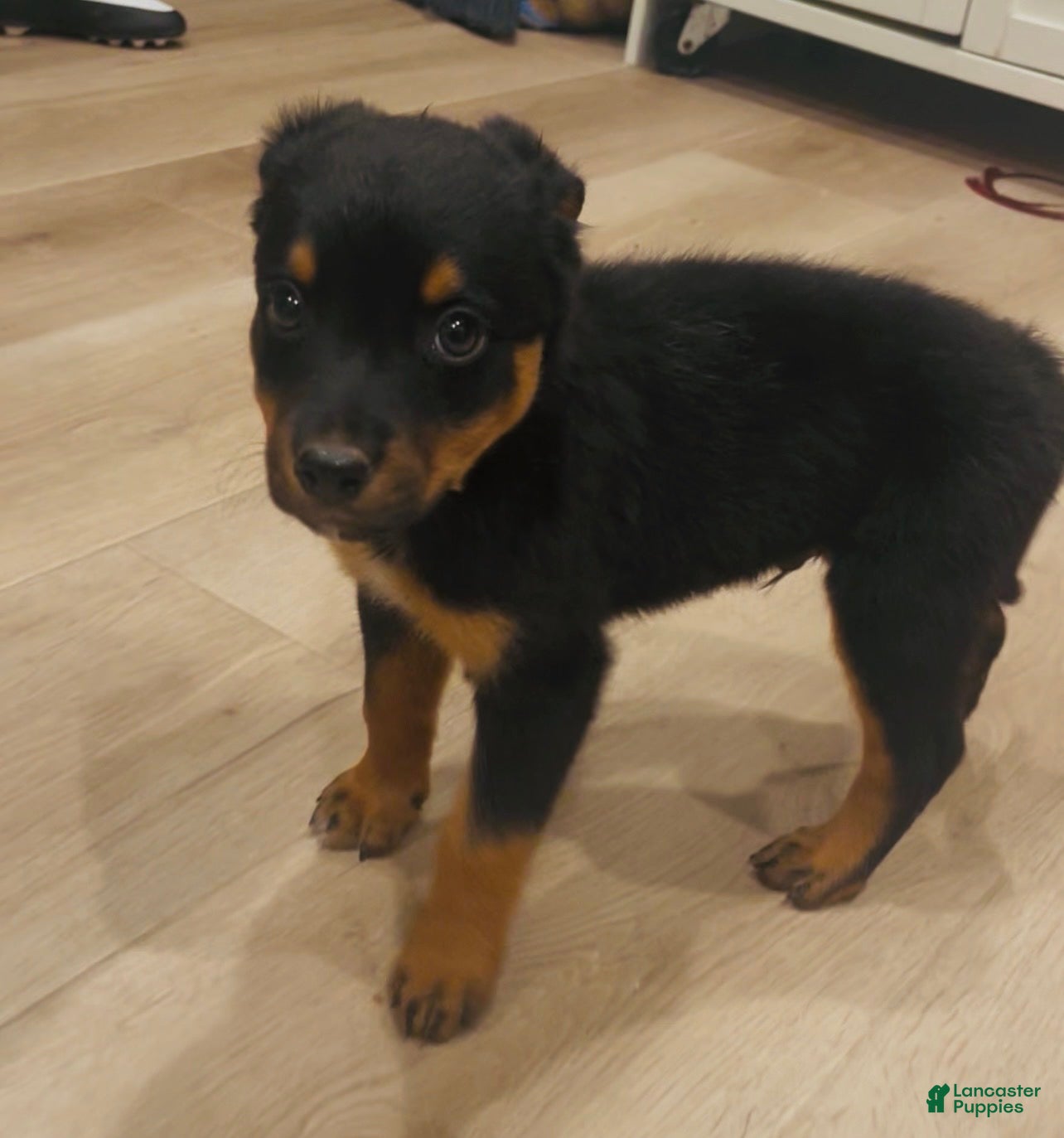 Mixed Breed dogs for sale: boy 4 Rumor - Ad 2