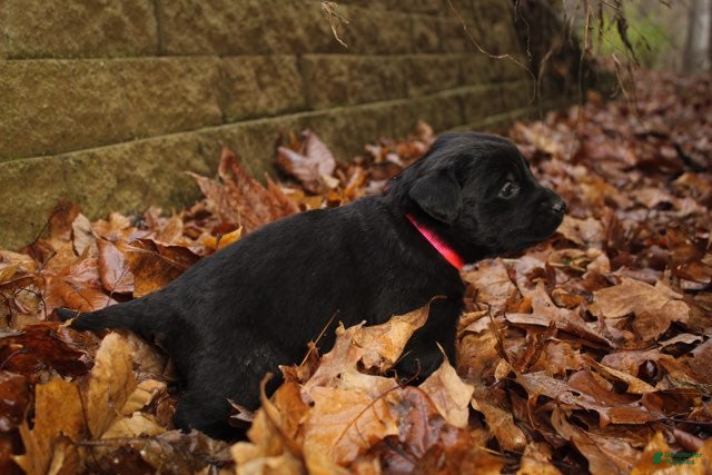 Mixed Breed dogs Pink - Ad 19