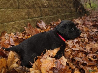 Mixed Breed dogs Pink - Ad 29