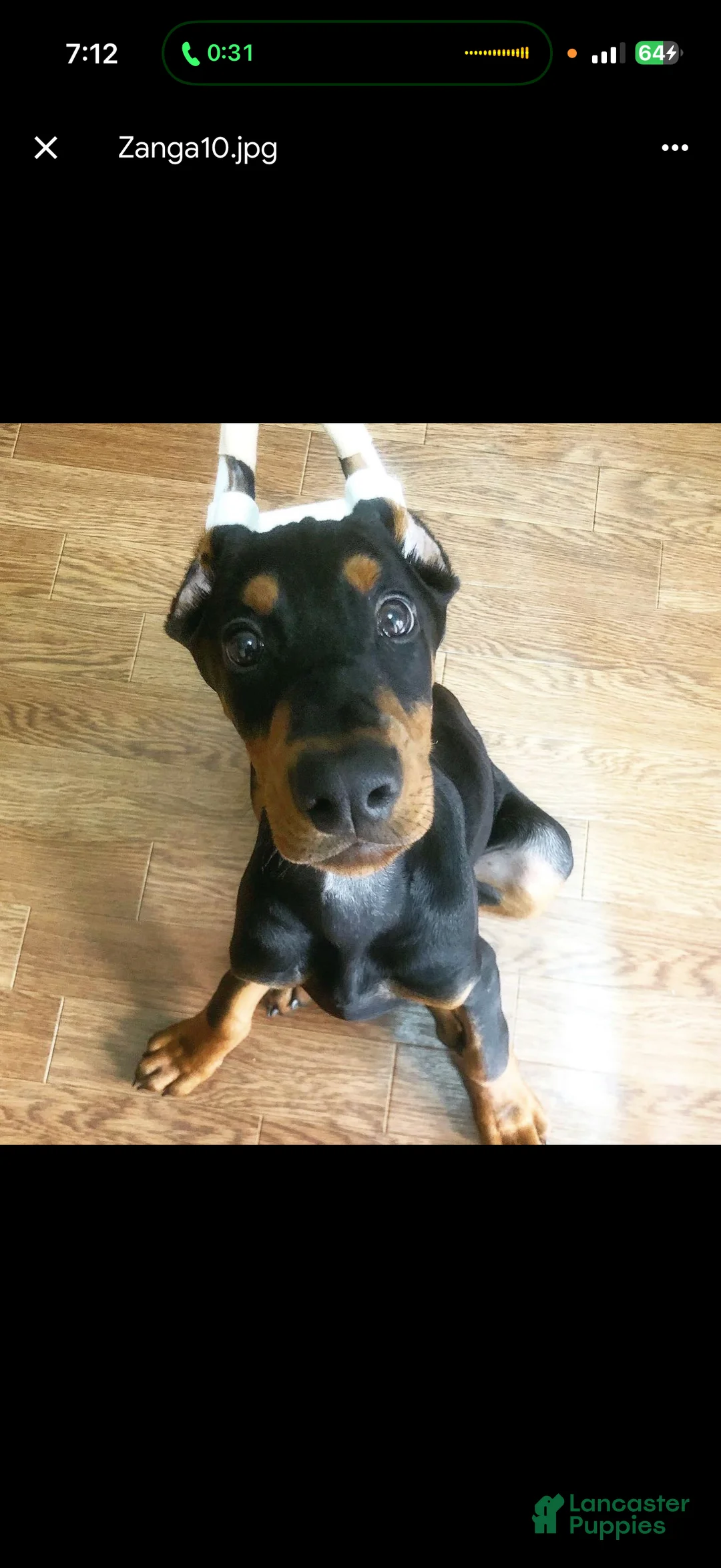 Doberman Pinscher dogs for sale: Doberman Pinscher Puppy 2 - Ad 2