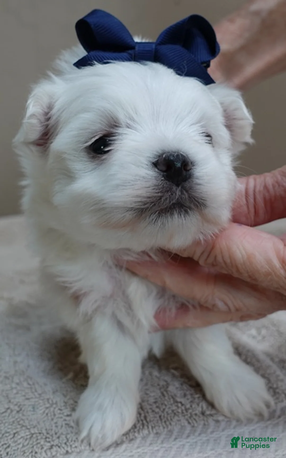 Maltese dogs for sale: Halo - Ad 2