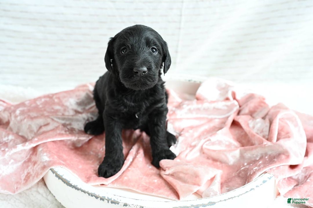 Mixed Breed dogs for sale: Hazel - Ad 3