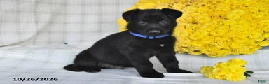 Oscar