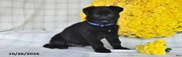 German Shepherd dogs for sale: Oscar - Ad 1