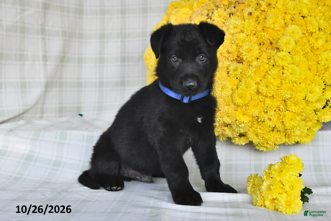 German Shepherd dogs for sale: Oscar - Ad 1