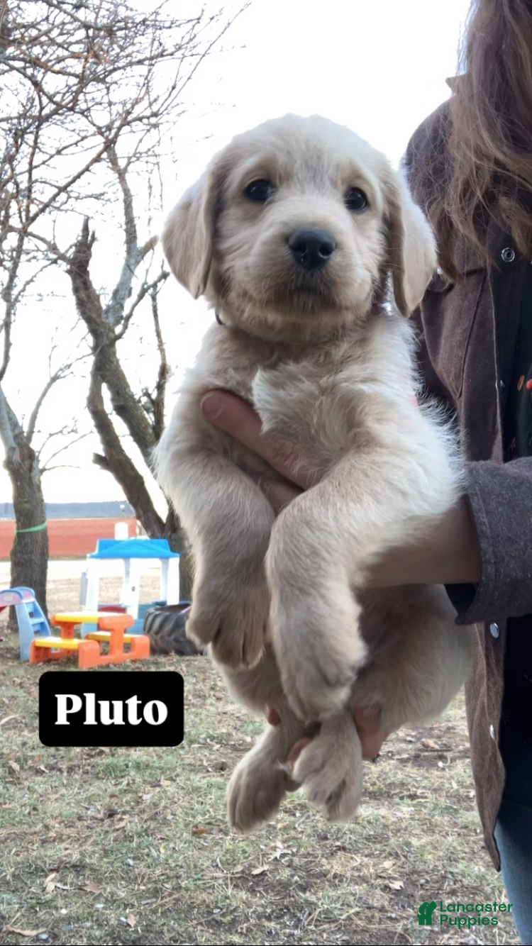 Labradoodle dogs for sale: Pluto - Ad 1