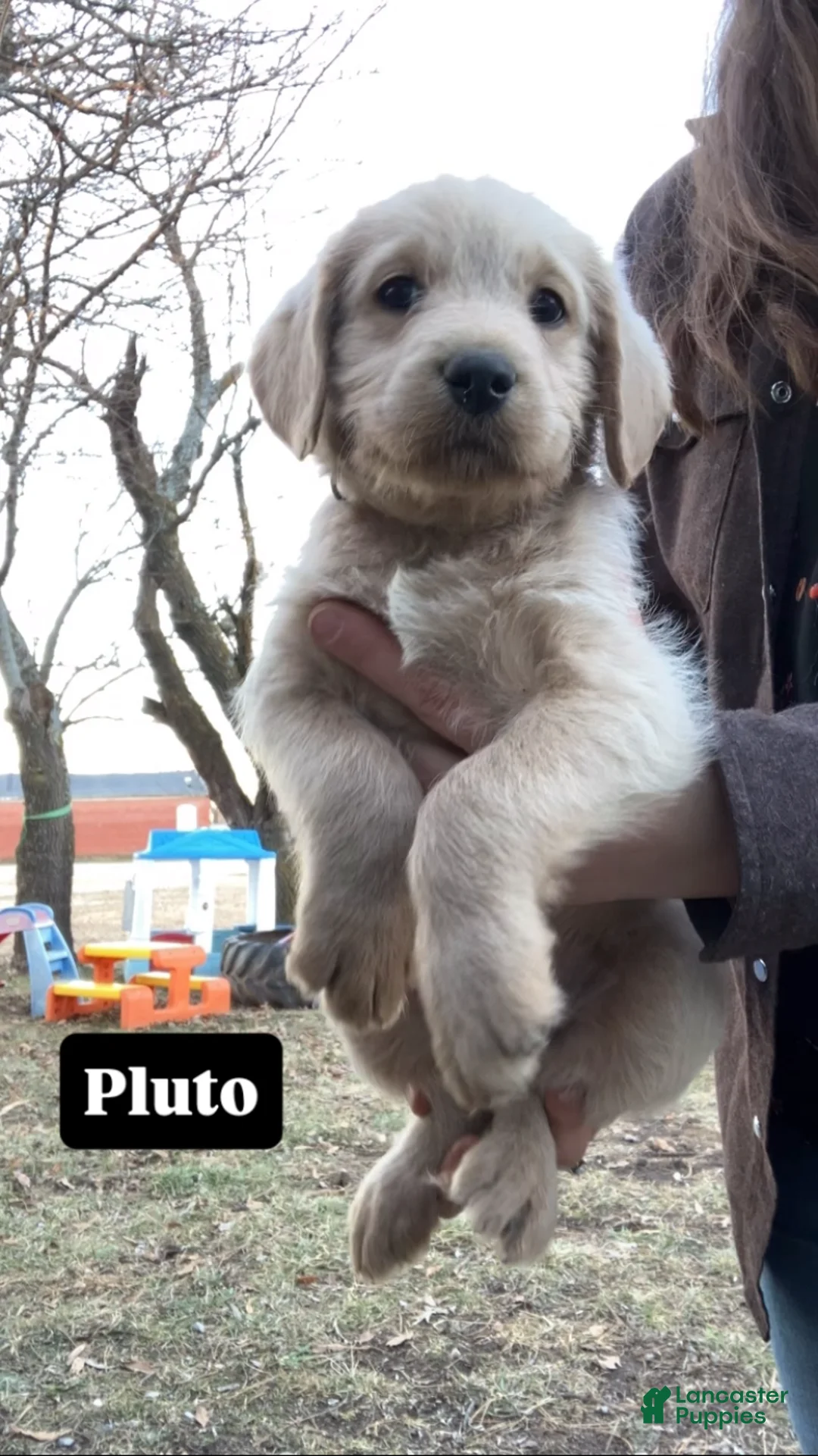 Labradoodle dogs for sale: Pluto - Ad 1