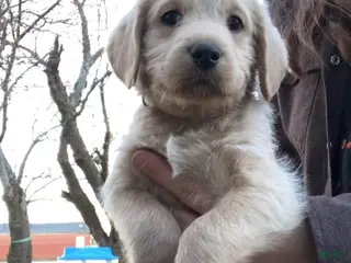 Labradoodle dogs for sale: Pluto - Ad 1