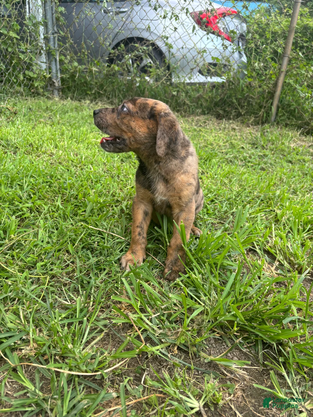 Mixed Breed dogs for sale: Boy 2 - Ad 2