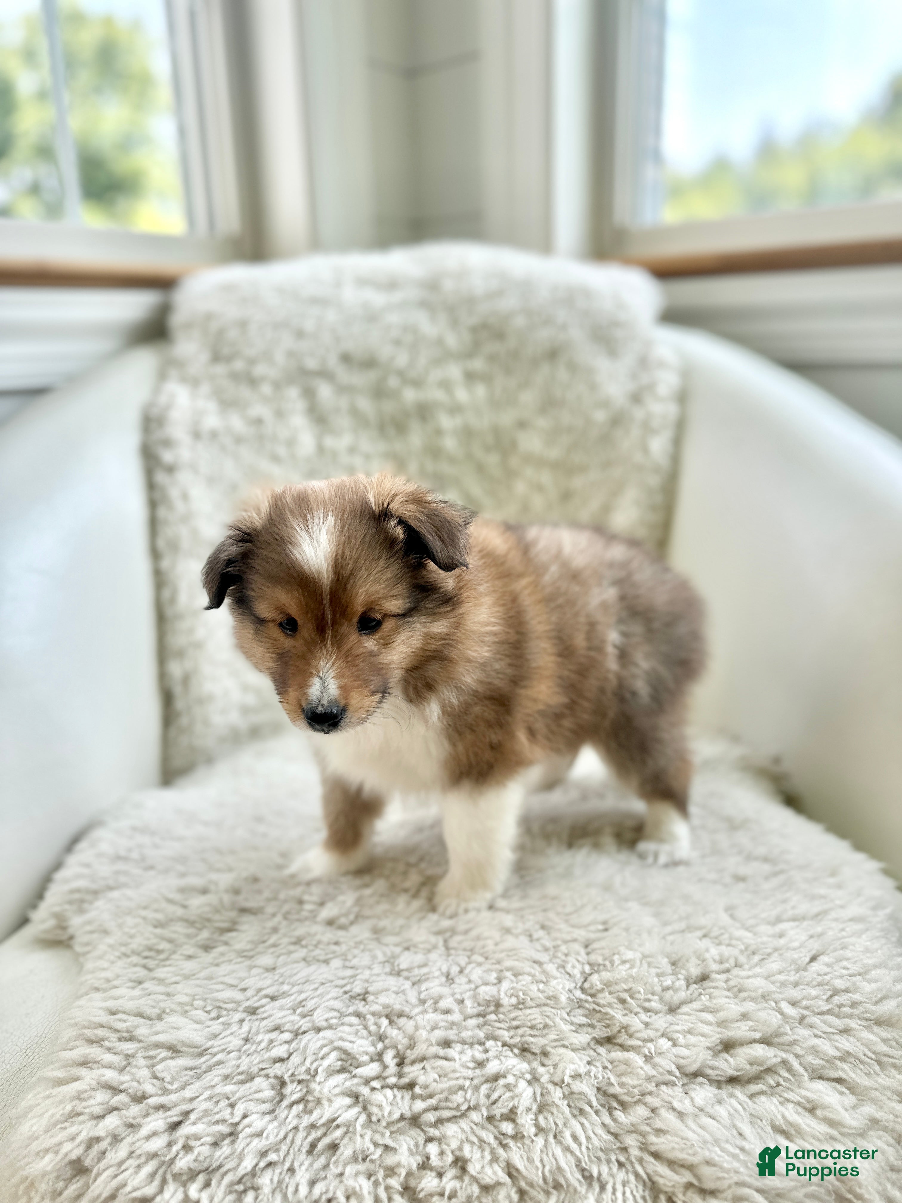 Shetland Sheepdog dogs Shetland Sheepdog  - Ad 2