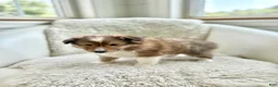 Shetland Sheepdog dogs for sale: Shetland Sheepdog  - Ad 2