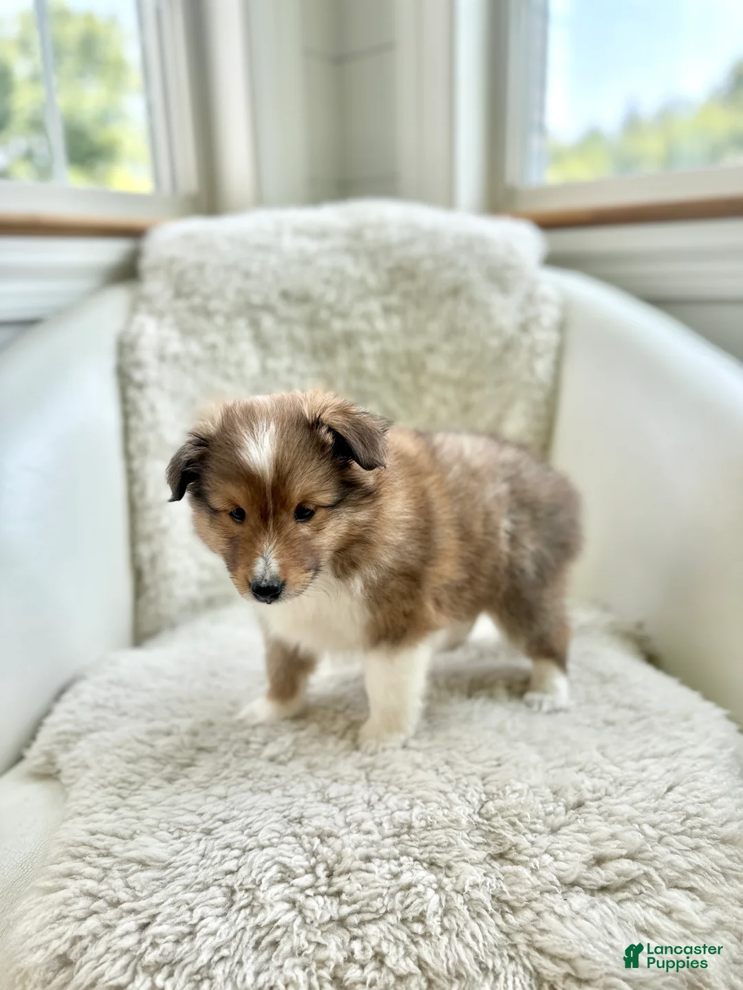 Shetland Sheepdog dogs for sale: Shetland Sheepdog  - Ad 2