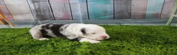 Miniature Australian Shepherd dogs for sale: George - Ad 14