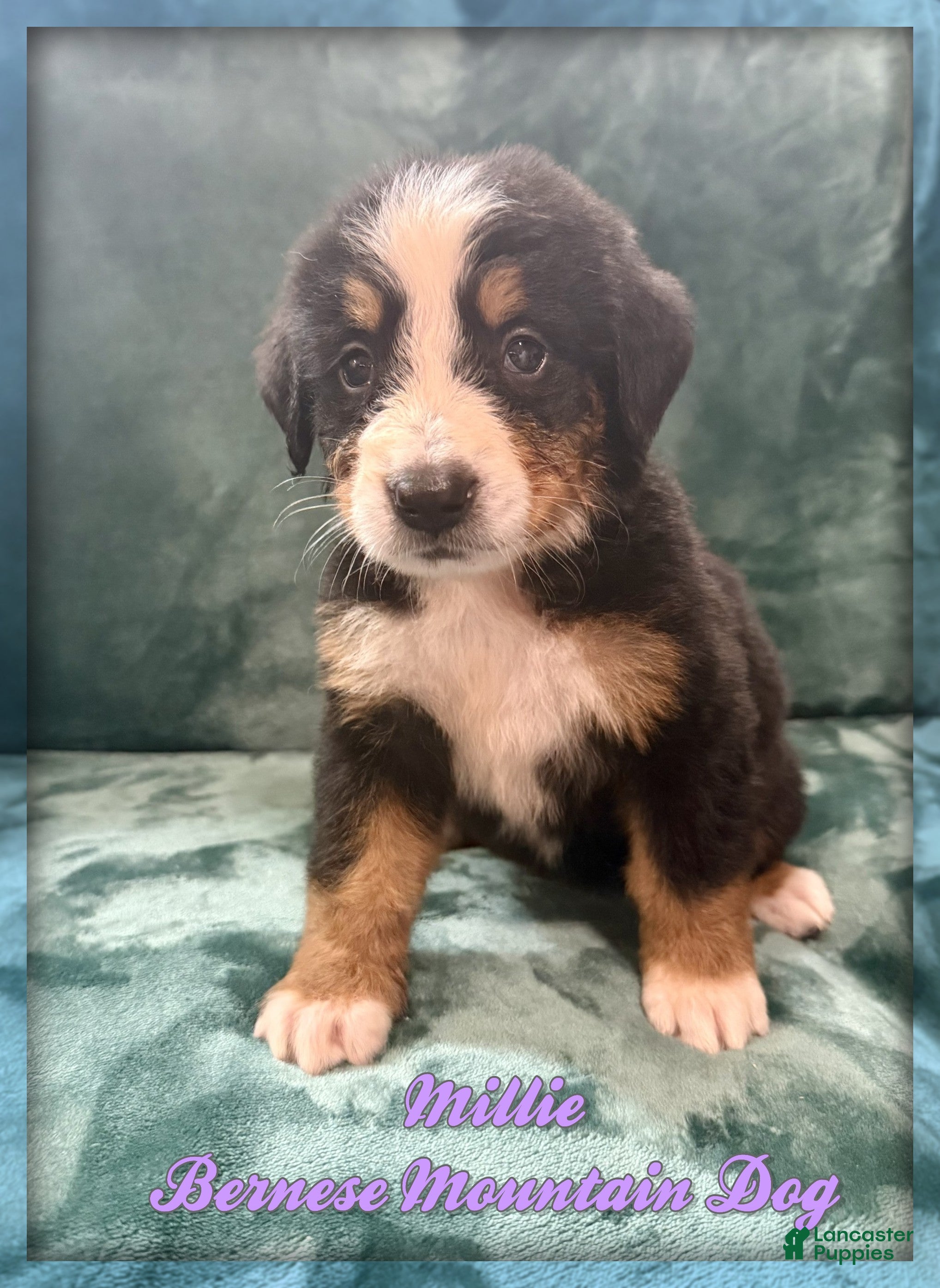 Bernese Mountain Dog dogs Millie - Ad 1
