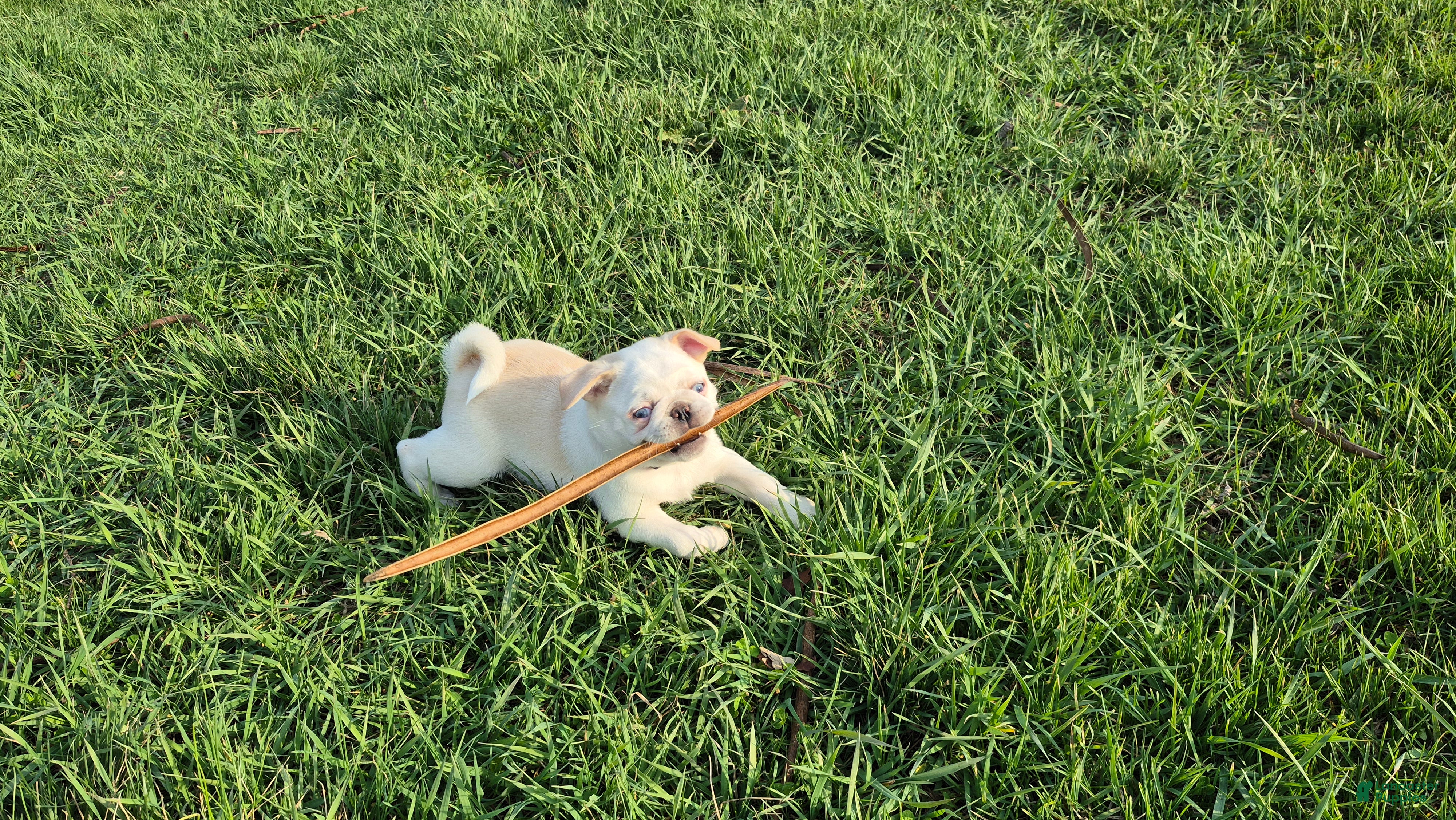 Pug dogs Brock - Ad 2