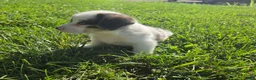 Mixed Breed dogs for sale: Teddy - Ad 4
