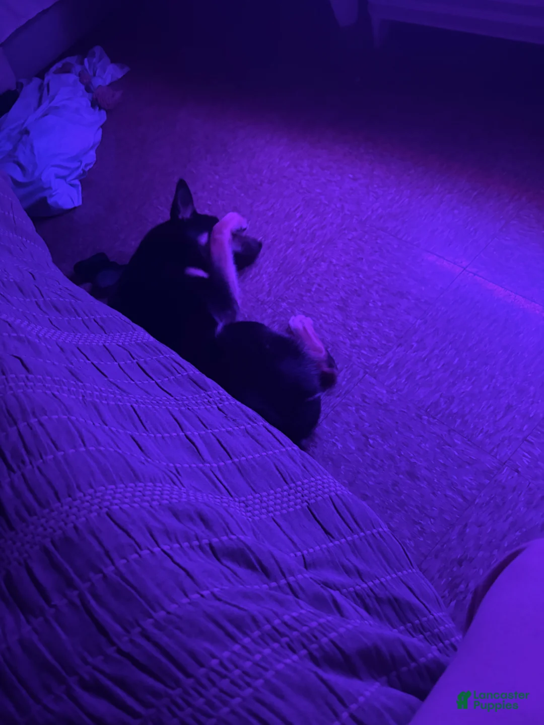 Gerberian Shepsky dogs for sale: Gerberian Shepsky Puppy 1 - Ad 2