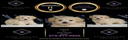 Maltipoo dogs for sale: Cider  - Ad 2