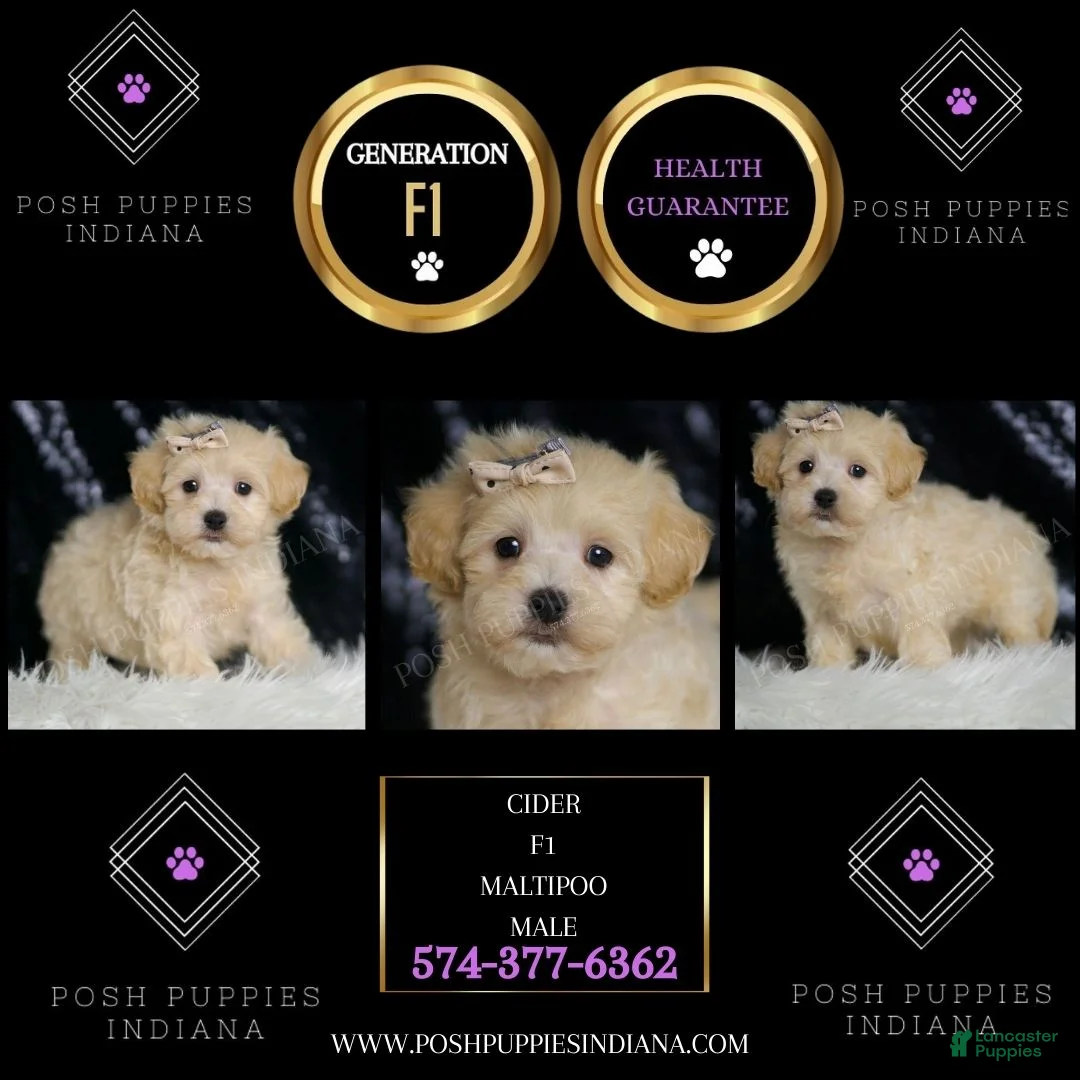 Maltipoo dogs for sale: Cider  - Ad 2