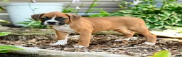 Boxer dogs for sale: Bianca - Ad 1