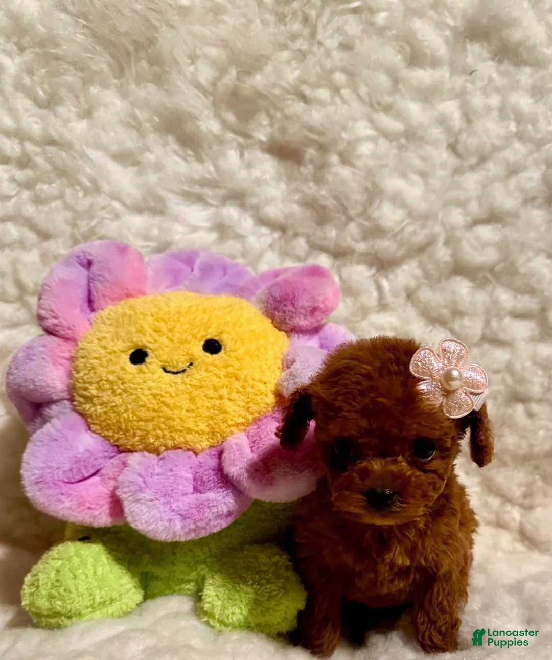 Toy Poodle dogs for sale: Summer tiny toy deep red - Ad 2