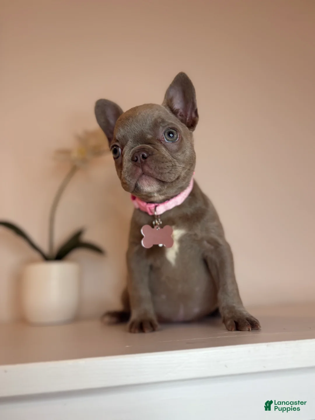 French Bulldog dogs for sale: Chanel  - Ad 2