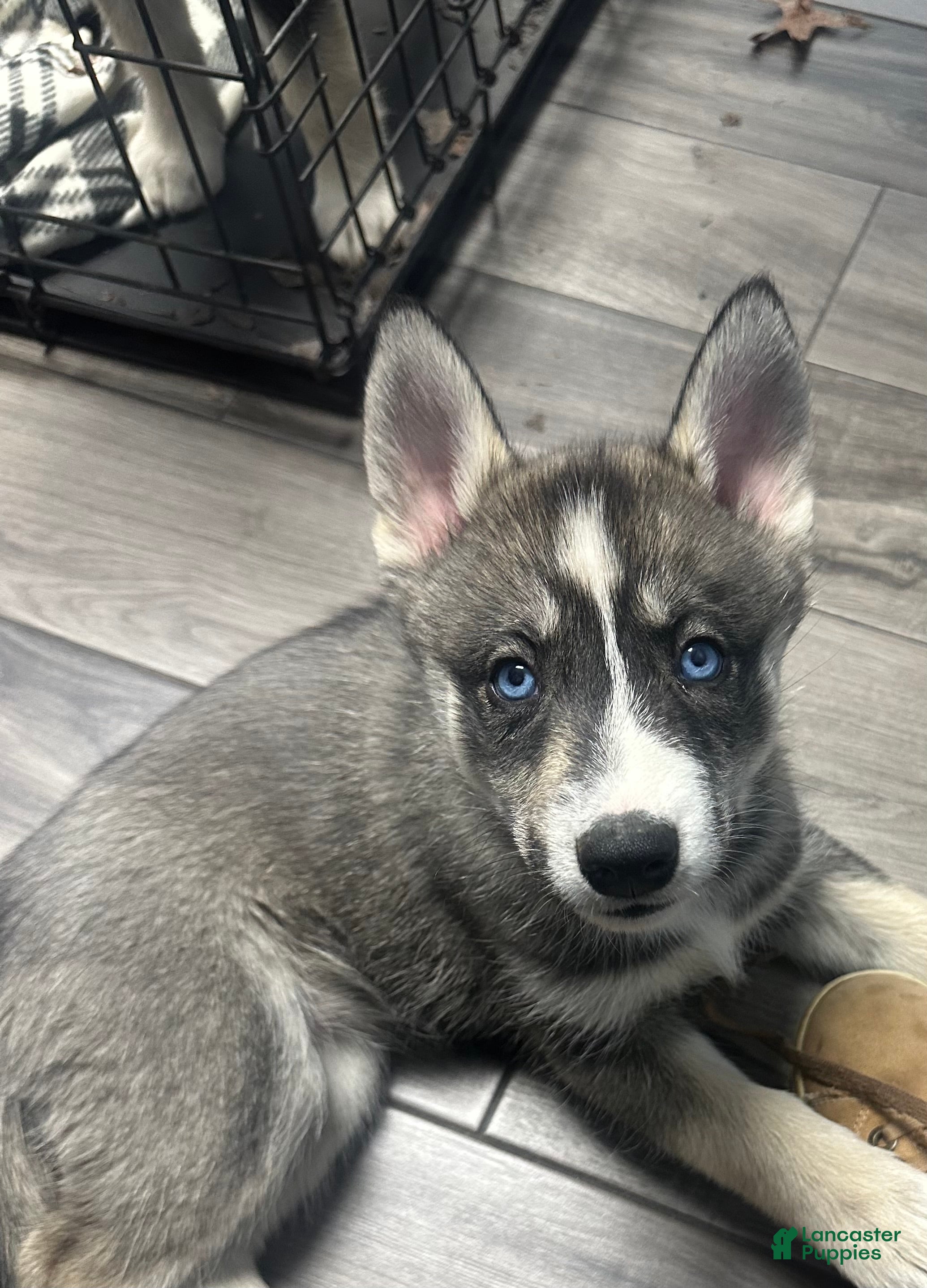 Siberian Husky dogs Siberian Husky Puppy 6 - Ad 13