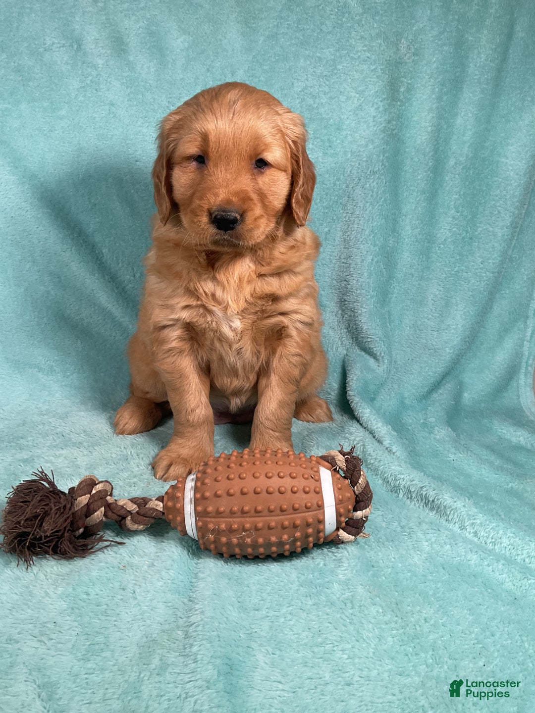 Golden Retriever dogs for sale: Lily - Ad 3