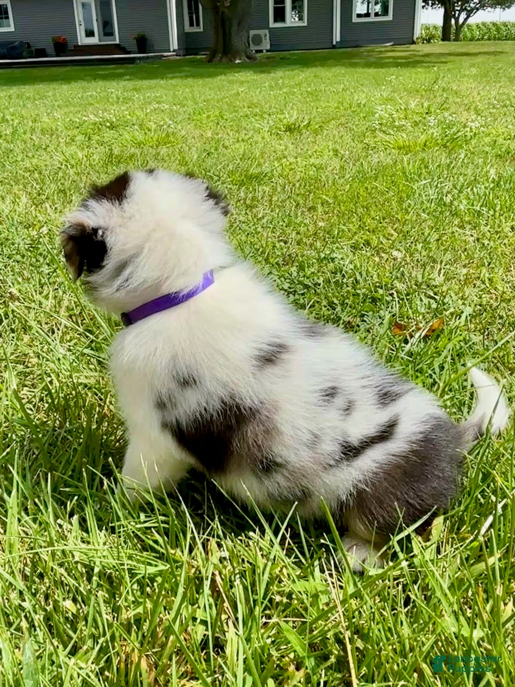 Miniature Australian Shepherd dogs Dixi- Miniature Australian Shepherd  - Ad 2