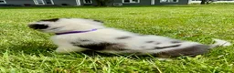 Miniature Australian Shepherd dogs for sale: Dixi- Miniature Australian Shepherd  - Ad 2