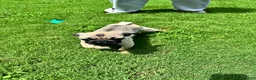 Pug dogs for sale: Bella - Ad 3
