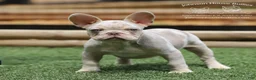 French Bulldog dogs for sale: Wahoo - Ad 1