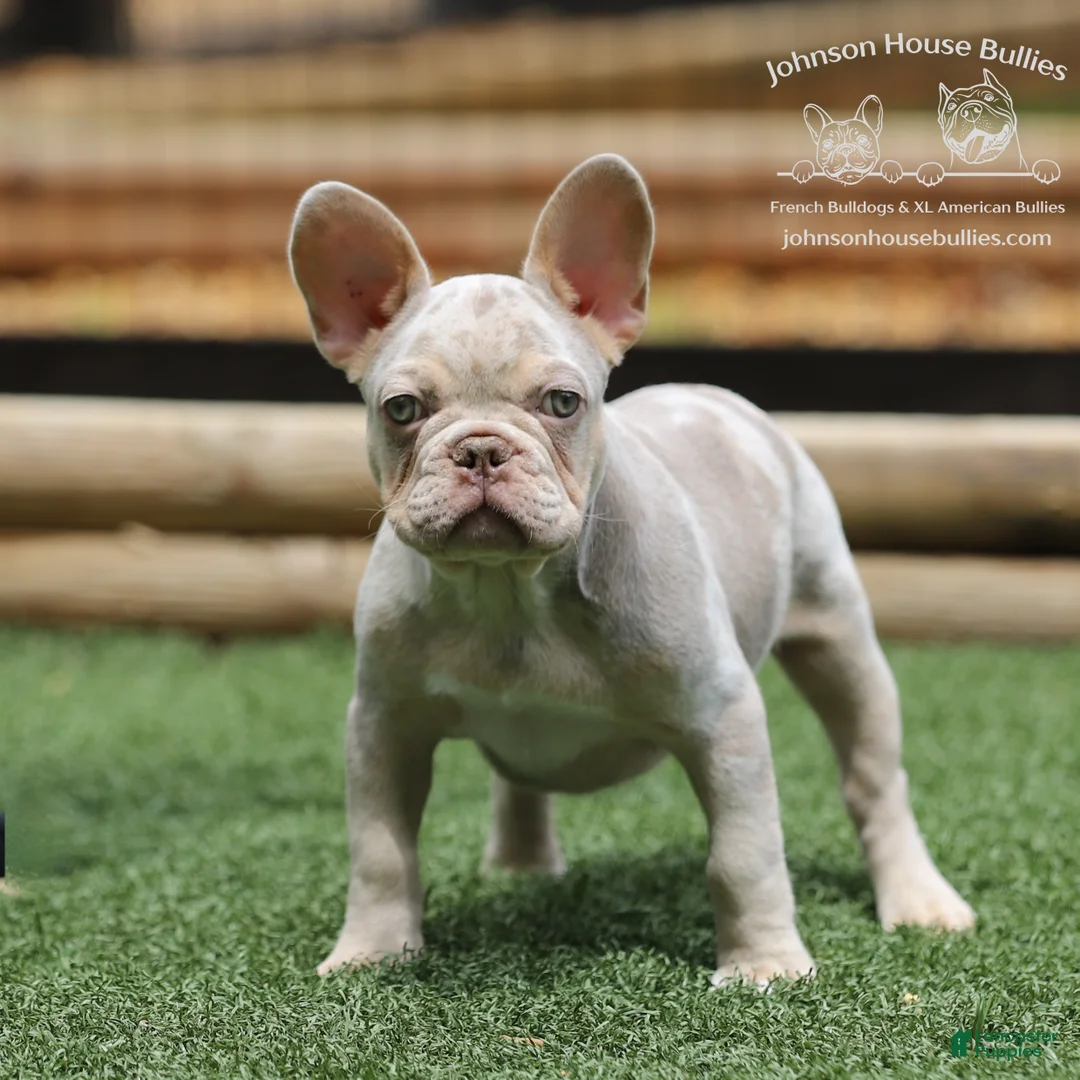 French Bulldog dogs for sale: Wahoo - Ad 1