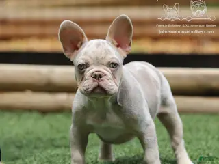 French Bulldog dogs Wahoo - Ad 1