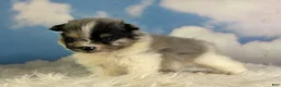 Pomeranian dogs for sale: ACA puzzle - Ad 4