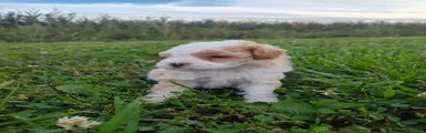 Shihpoo 4