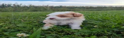 Shihpoo dogs for sale: Shihpoo 4 - Ad 1