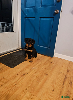 Rottweiler dogs Light Pink Girl - Ad 2