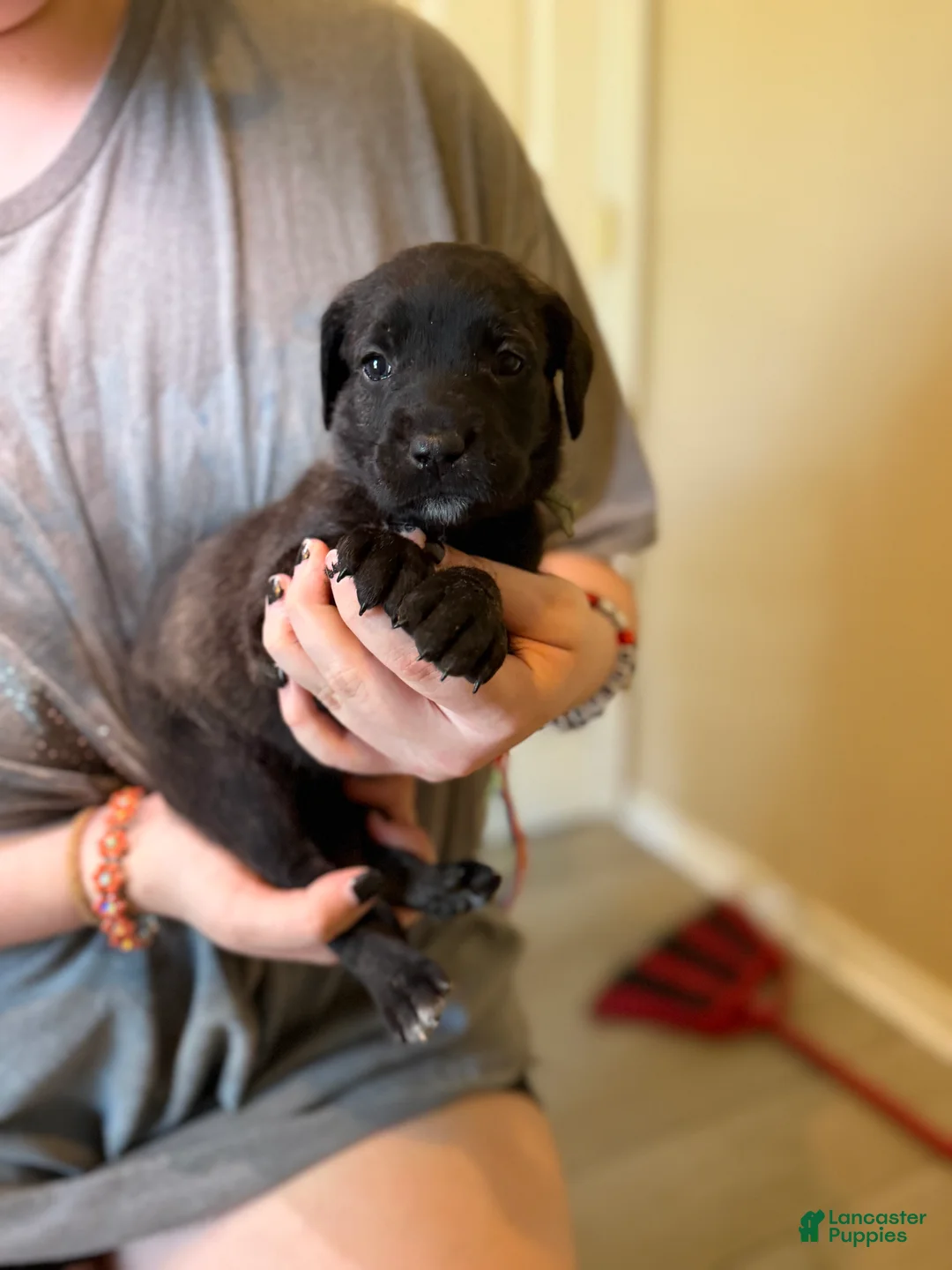 Mixed Breed dogs for sale: Tater Tot - Ad 2